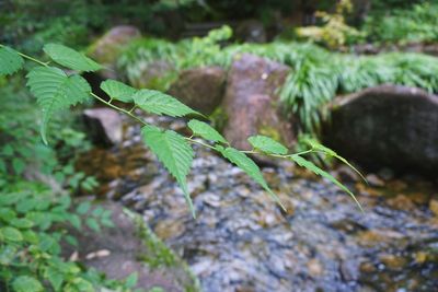 Close-up of plant growing on rock