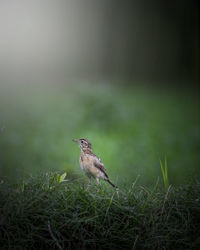 Bird perching on a field