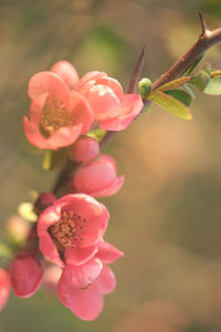 Close-up of pink flowering plant