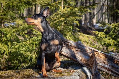 View of dog in forest