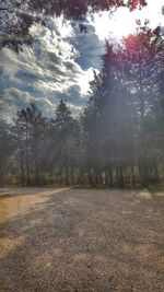 Road passing through trees