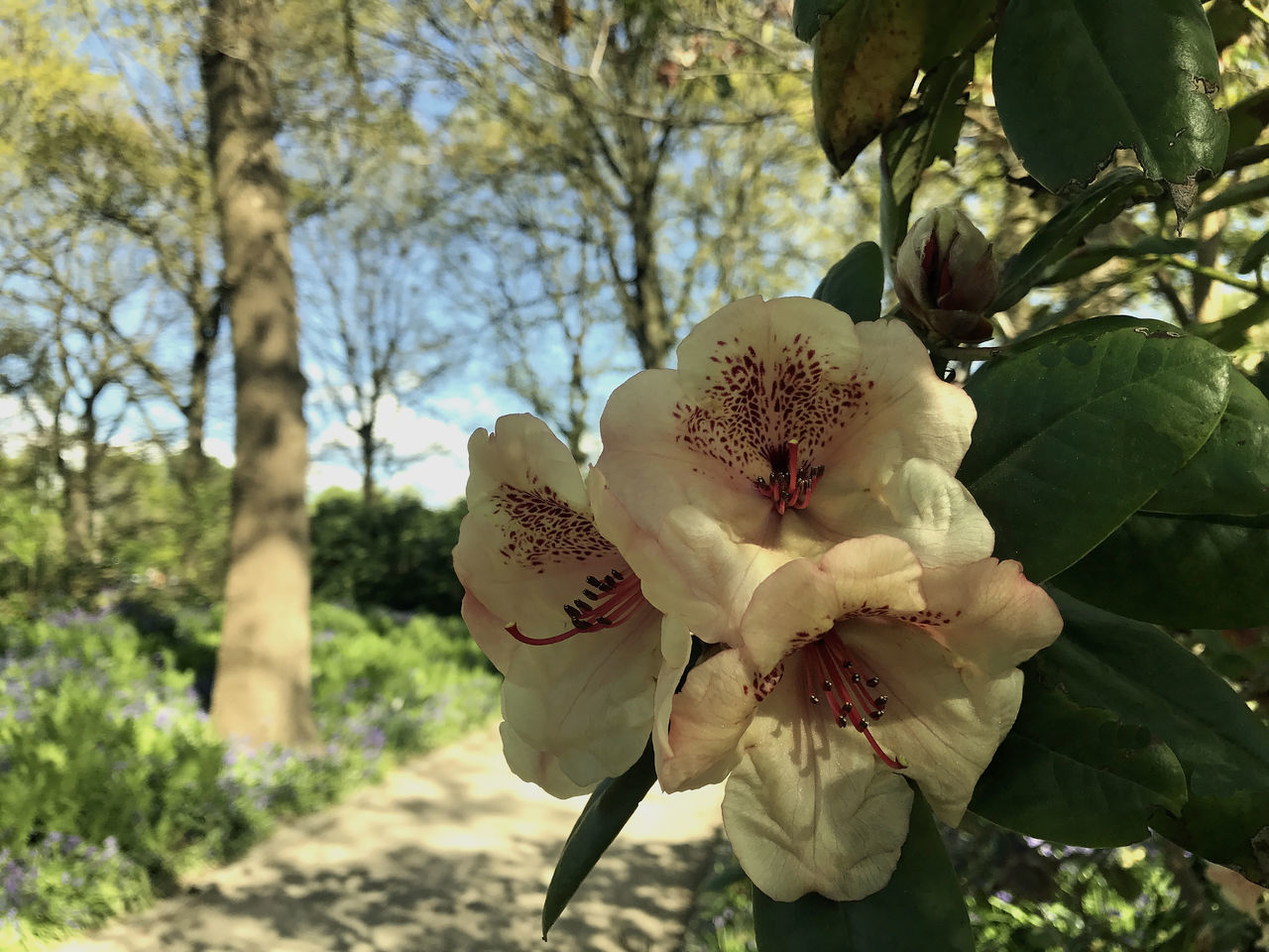 CLOSE-UP OF FRESH WHITE CHERRY BLOSSOM TREE