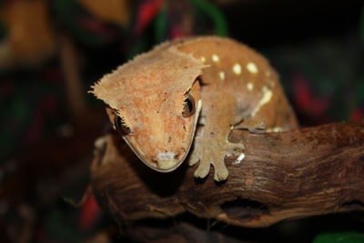 Close-up of a lizard on tree