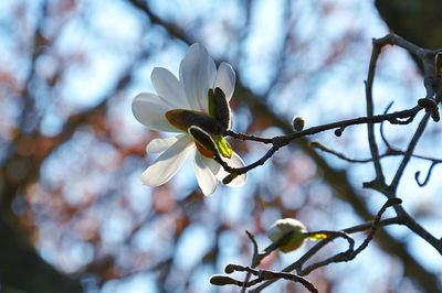 Low angle view of white star magnolia blossom 