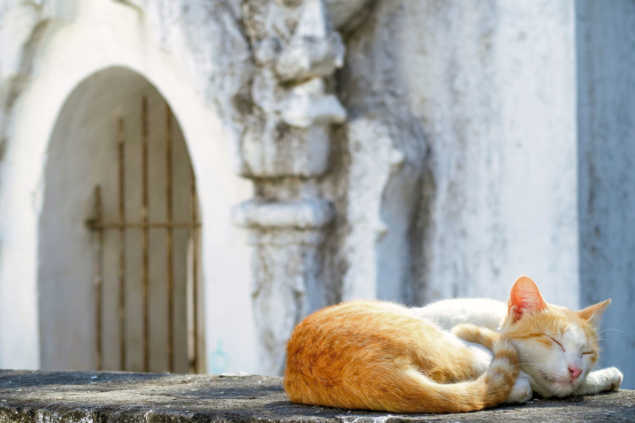 CAT LYING ON WALL