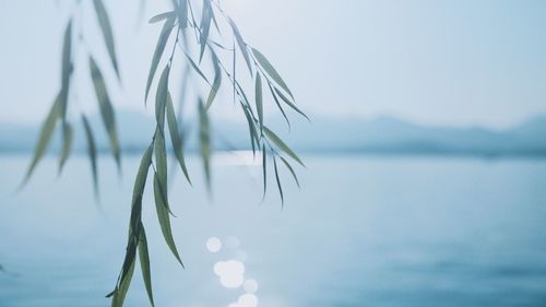 Close-up of plant against sea