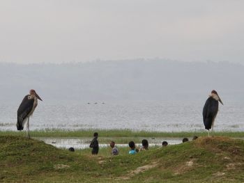 Ducks on a field