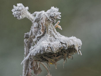 Close-up of frozen plant