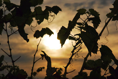 Low angle view of silhouette tree against sky during sunset