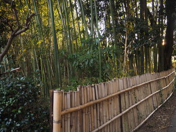 View of bamboo trees in forest