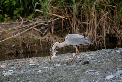 Gray heron perching on rock