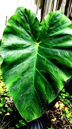 Close-up of green leaves