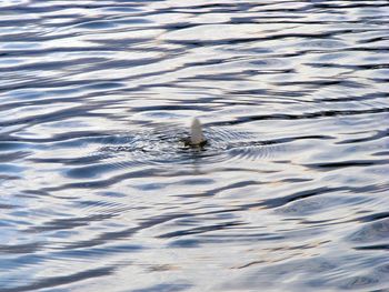 Birds in water