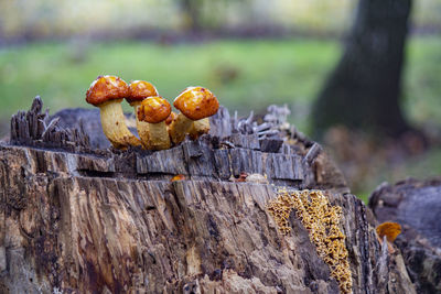 Close-up of mushrooms on tree trunk