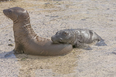 Baby sea lions resting on the shore of espanola island in the galapagos