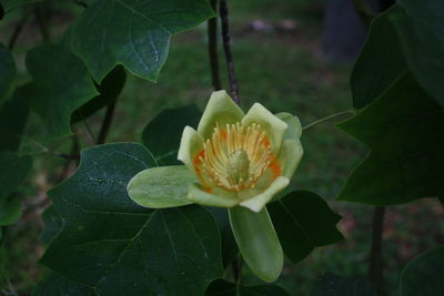 Close-up of flower blooming outdoors