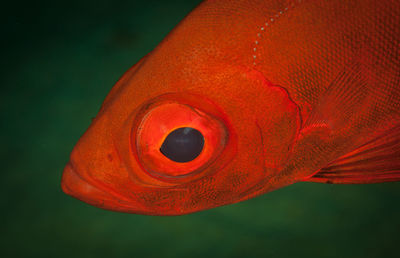 Close-up of orange fish