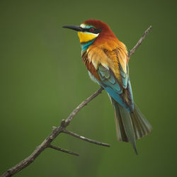 Close-up of bird perching on branch