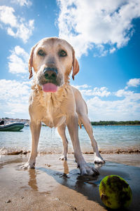 Wet dog standing on shore at beach against sky