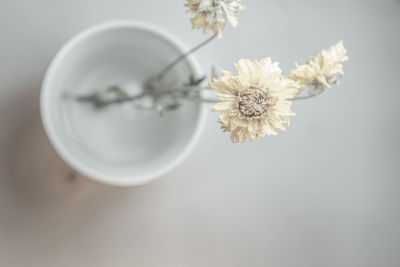 Close-up of flower over white background