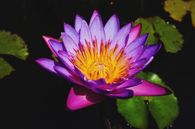 Close-up of lotus water lily in pond