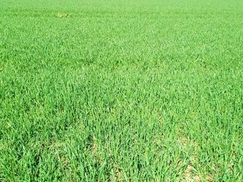 Full frame shot of green field