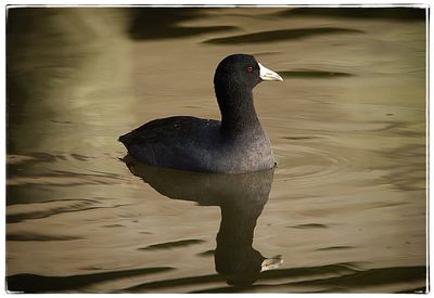 Close-up of duck swimming on lake