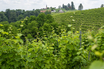 Plants growing on field