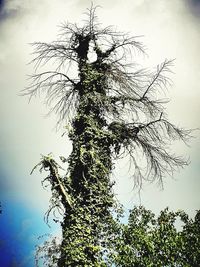 Low angle view of tree against sky