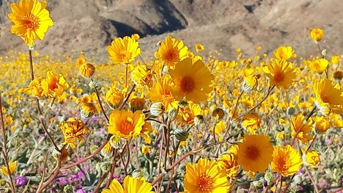 Close-up of yellow crocus flowers blooming on field