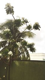 Low angle view of palm tree against sky