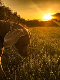 Close-up side view of a dog on grassland