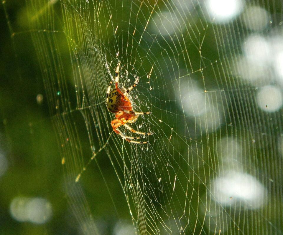 spider web, animal themes, one animal, spider, animals in the wild, insect, wildlife, focus on foreground, close-up, web, nature, selective focus, fragility, natural pattern, arachnid, outdoors, complexity, day, no people, spinning