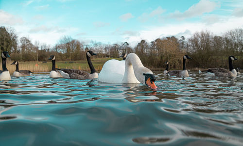 Swans swimming in lake