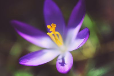 Close-up of flower against blurred background