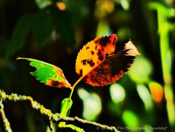 Close-up of autumnal leaves