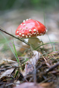 Close-up of fly agaric mushroom on field