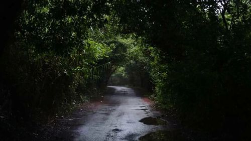 Dirt road along trees