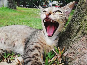 Cat yawning