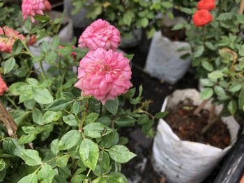 High angle view of pink flowering plant