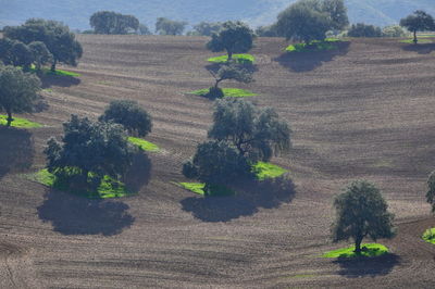 Plants growing on field