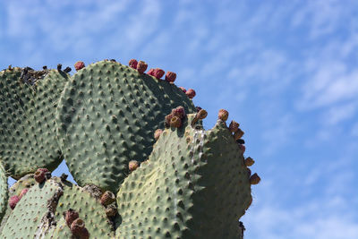 Low angle view of prickly pear cactus against sky