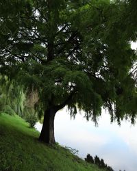 Trees growing in forest against sky