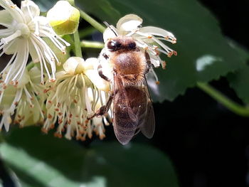 Close-up of butterfly pollinating on flower