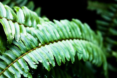 Close-up of fern