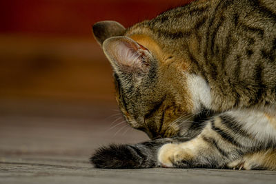 Close-up of cat sleeping