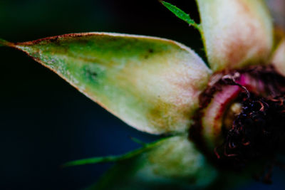 Close-up of flowers