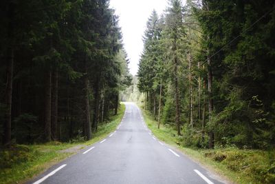 Road amidst trees in forest