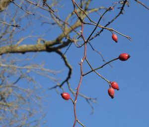 Low angle view of cherry tree against blue sky