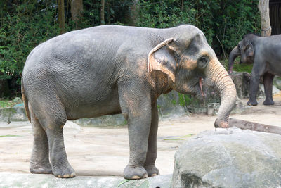 Elephant in zoo